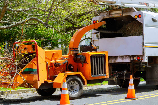 Best Stump Grinding and Removal  in Olathe, KS